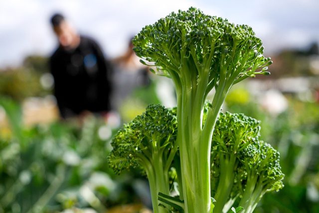 broccoli-5904954_1280