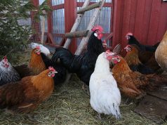 Živinari na oprezu zbog ptičjeg gripa