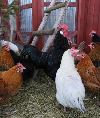 Živinari na oprezu zbog ptičjeg gripa