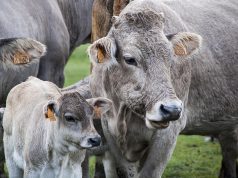 Javni poziv za organsku stočarsku proizvodnju