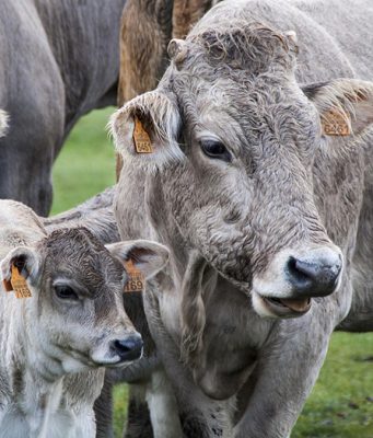 Javni poziv za organsku stočarsku proizvodnju