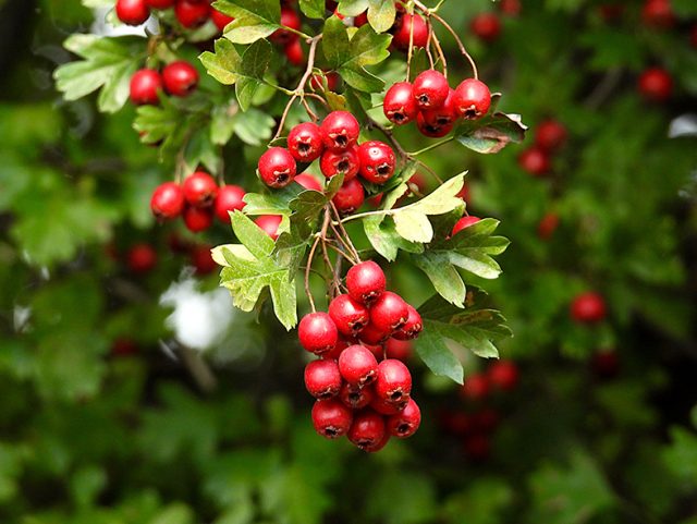 crataegus-laevigata-7453628