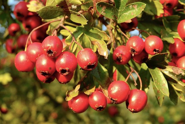 hawthorn-3654317_1280