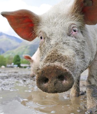 Resavke malo uzgajamo, a lako se tove i meso im je odlično