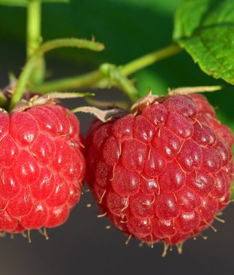 Slabe šanse za rast proizvodnje naše maline