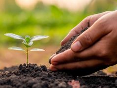 Azot u ishrani biljaka