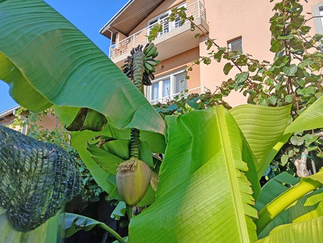 vranje- cvet i plod banane