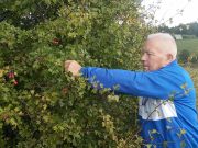 Voćnu turšiju Milorad pravi od četrnaest vrsti divljeg voća