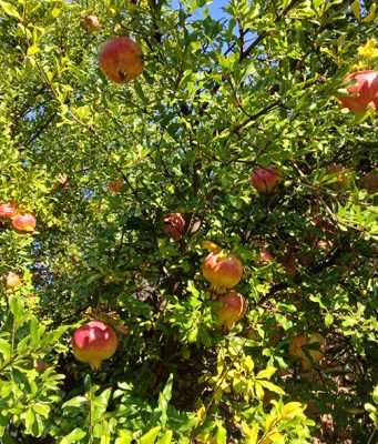 Nar raste i rađa u dvorištu Vranjanke Anke Cvetković