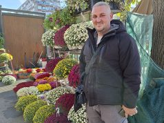 Dan i noć voli sneg, hrizanteme sunce