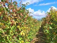 Jesenji tretman u zasadima kupine!