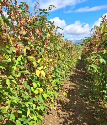 Jesenji tretman u zasadima kupine!