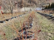 Jesenji tretman u zasadima borovnice