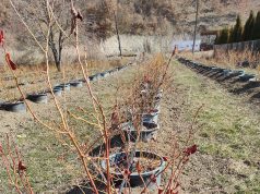 Jesenji tretman u zasadima borovnice