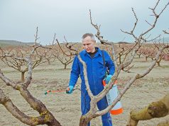 Vreme je za jesenje plavo prskanje u jabučnjacima