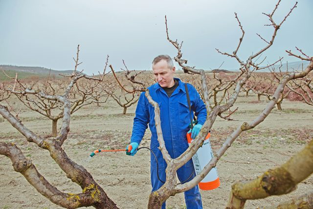Spring works in the garden, farmer spraying the trees with chemi