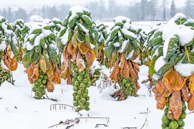 snow covered brussels sprouts