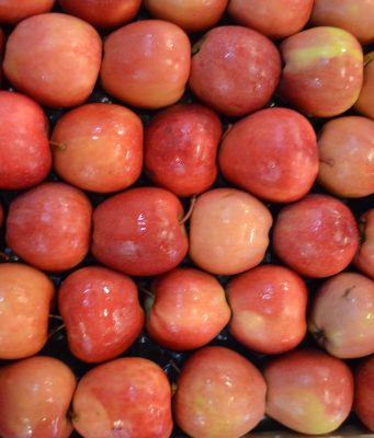 Organizacija FAO i Insituta za voćarstvo održali radionicu o pravilnoj primeni preparata u voćarskoj proizvodnji