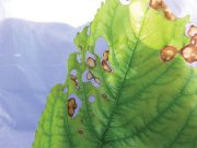 Zaštita bakrom u šljivicima samo kad je iznad 5°C