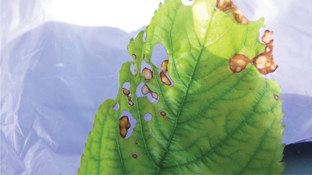 Dobro jutro - Lisne vaši šljive i višnje i S carophila copy