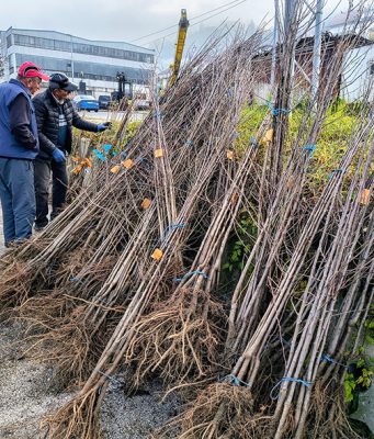 Voćari dobili 2.000 sadnica po regresiranim cenama