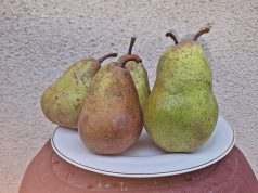 Kantarka ili arapka – zimska poslastica, al’ samo kad se ispeče