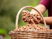 Lešnik je budućnost