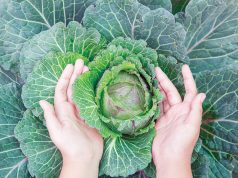 Svež kupus čuvate u trapu, kiseo u kaci