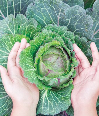 Svež kupus čuvate u trapu, kiseo u kaci