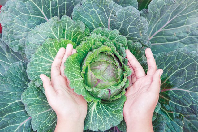 Close up hand farmer in garden during morning time food backgrou