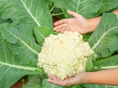 Karfiol je dobar dok je glavica bela