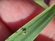 Zdravstveno stanje ozimih useva pšenice