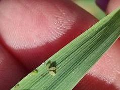 Zdravstveno stanje ozimih useva pšenice