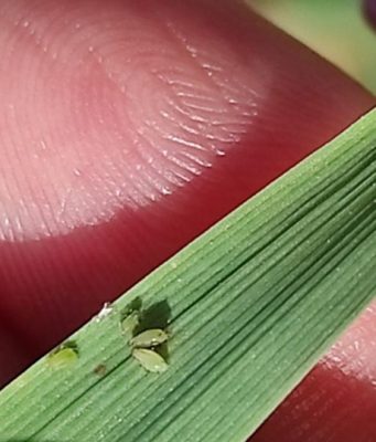 Zdravstveno stanje ozimih useva pšenice