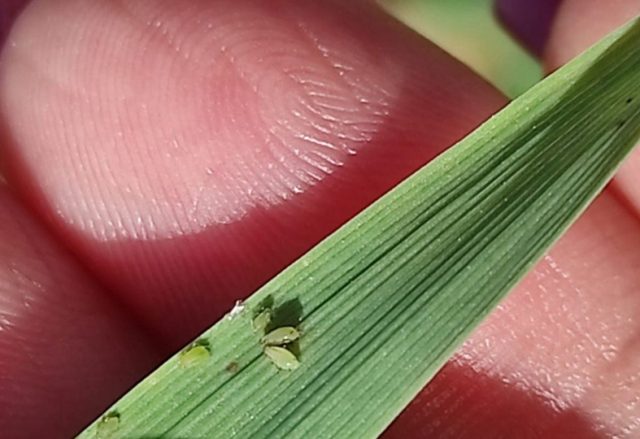 viber_image_2025-11-04_12-17-49-094