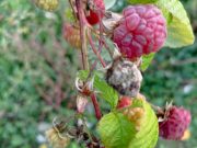 Jesenji tretman u zasadima maline