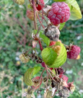 Jesenji tretman u zasadima maline