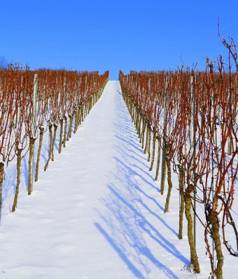 Vinogradi spremni i za -20 stepeni