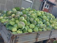 Zbog niske otkupne cene Ivica Nikolić poklanja kupus