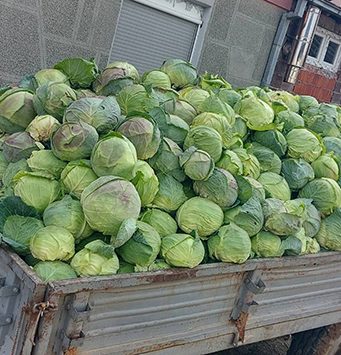 Zbog niske otkupne cene Ivica Nikolić poklanja kupus